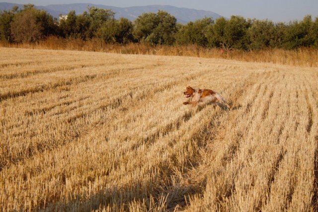 Αγωνες Α.Κ.Ι 18/6/2017